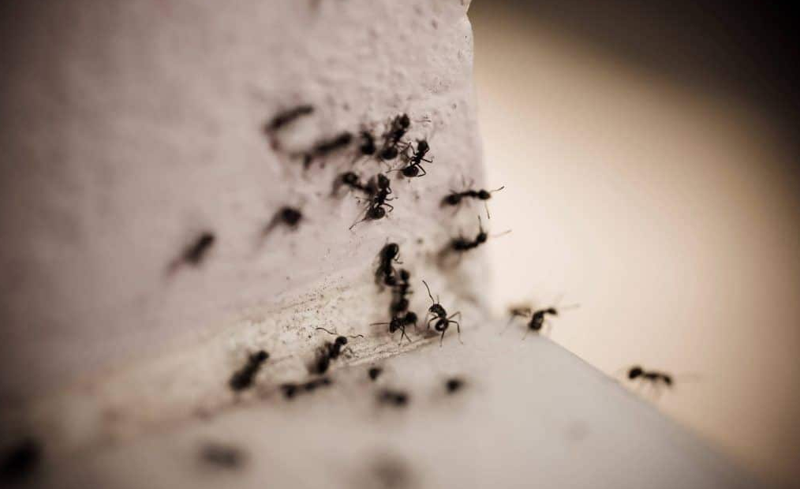 Quais os perigos uma formiga traz para sua saúde? Acredite, elas são mais perigosas que uma barata!